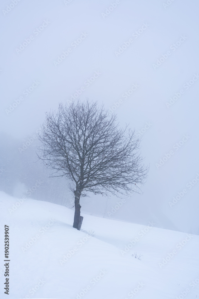 Fototapeta premium Schneeverschneite Landschaft Felder bei Nebel und einzelnem Baum