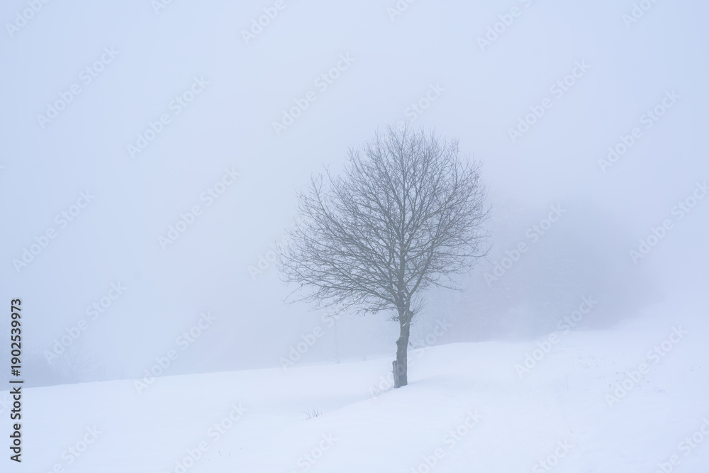 Fototapeta premium Schneeverschneite Landschaft Felder bei Nebel und einzelnem Baum