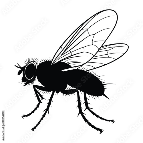 Fly in mid-flight Vector, Silhouette, Illustration