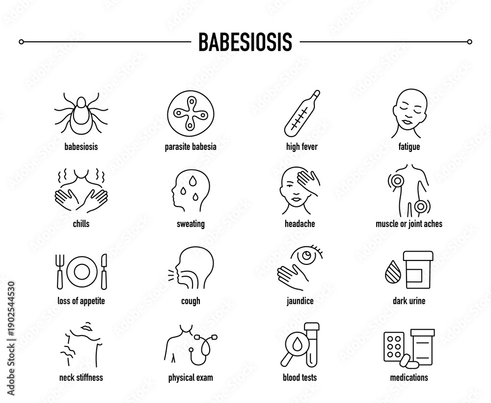 Fototapeta premium Babesiosis symptoms, diagnostic and treatment vector icon set