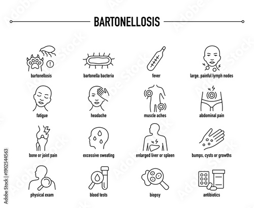 Bartonellosis symptoms, diagnostic and treatment vector icon set