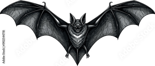 Detailed grayscale bat illustration flying with open wings, spooky vampire bat mascot isolated on white background, gothic halloween animal vector art