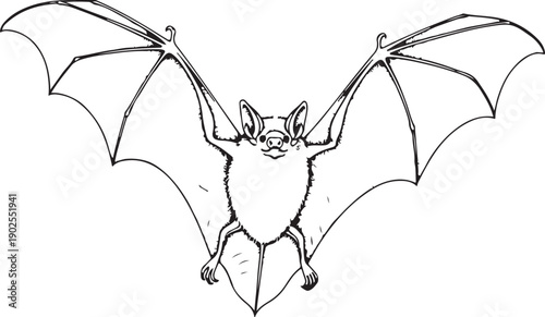 Vintage Engraving of Flying Bat, Black and White Stipple Drawing