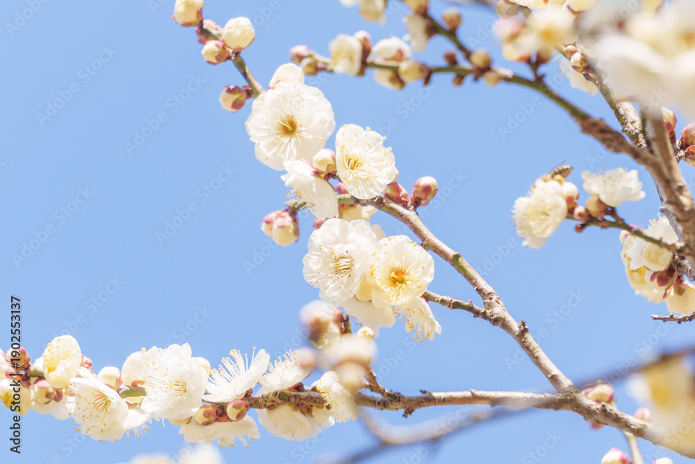 Obraz premium 白い梅の花と青空
