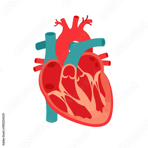 Detailed illustration of human heart with veins and arteries  medical anatomy