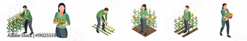 Isometric Agriculture Cultivation and Harvest Corn Process Stages Illustration Set