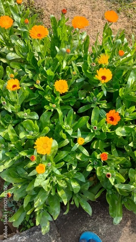 selective focus picture of beautiful colorful flowers in a garden