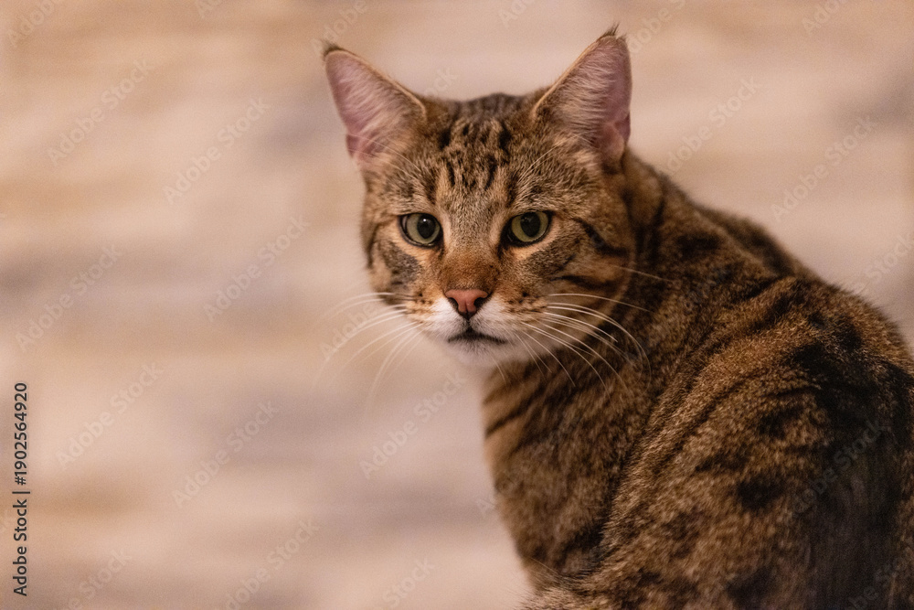 Obraz premium Portrait einer getigerten Katze