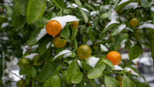 Rangpurs in the Snow