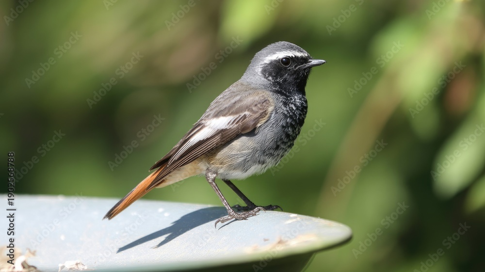 Fototapeta premium Small bird perched on metal surface with blurred green background