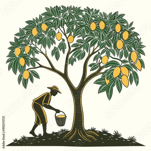 Man picking mangoes from tree with basket mango tree