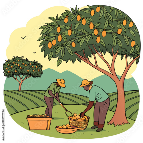 Mango cultivation scene with two workers harvesting fruit