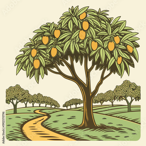 Mango tree with fruit and leaves on a grassy field with a dirt path