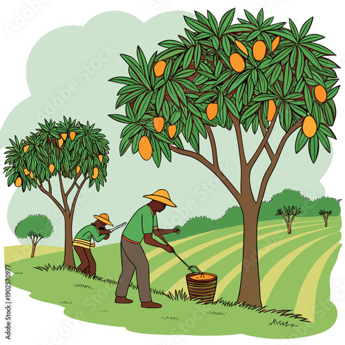 Men harvesting mangoes in orchard tree