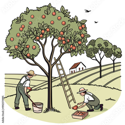 Men harvesting oranges from tree in orchard orange tree