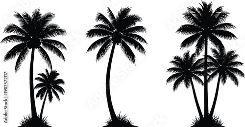 tropical coconut, palm tree set on white background 