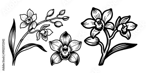 Black ink drawings of orchid flowers and leaves in hand-drawn style on white background, representing floral elegance and botanical art