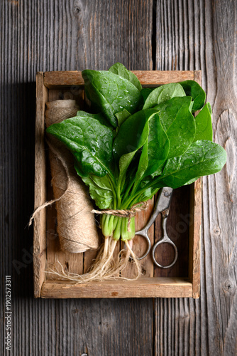 Fresh wet spinach leaves with water droplets arranged in wooden crate with scissors and twine on rustic table. Organic storage, healthy vegetables and farm fresh produce concept. Top view