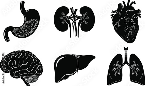 Human internal organ silhouette set featuring brain, heart, lungs, liver, kidneys and stomach in clean black minimalist medical style