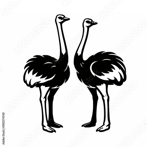 Two Ostriches Standing Silhouette