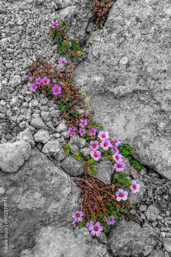 flower on stone