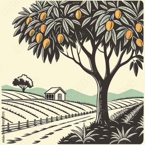 Of a mango tree on a farm with a house and fields fence