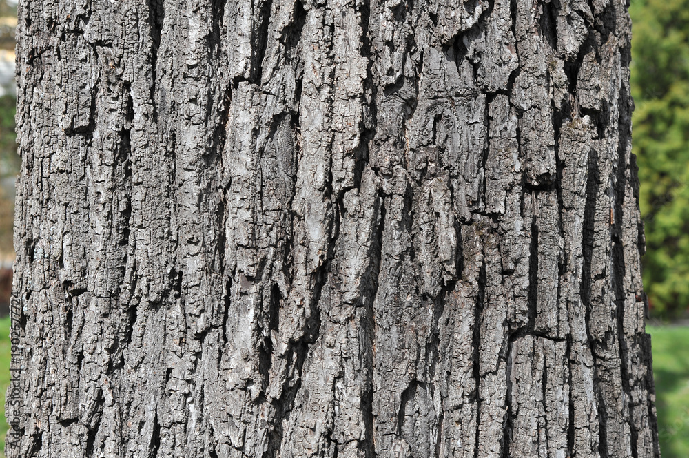 Obraz premium Linden tree trunk bark texture background . Closeup linden tree bark surface. 