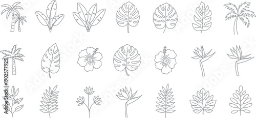 Collection of black and white tropical botanical line art featuring various stylized palm trees monstera leaves hibiscus flowers and bird of paradise blooms for design