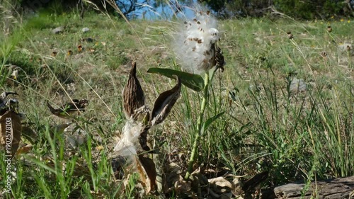 Antelope horns milkweed plant closeup in Texas spring season natural field.