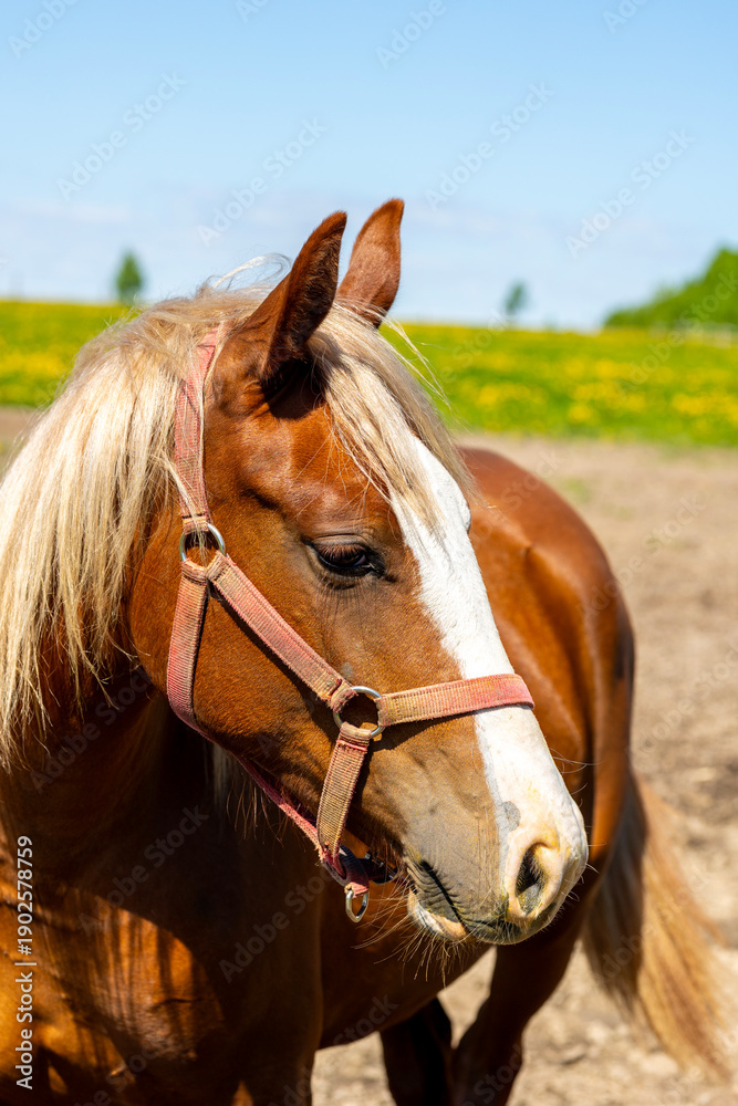 Obraz premium Brown Horse On Pasture