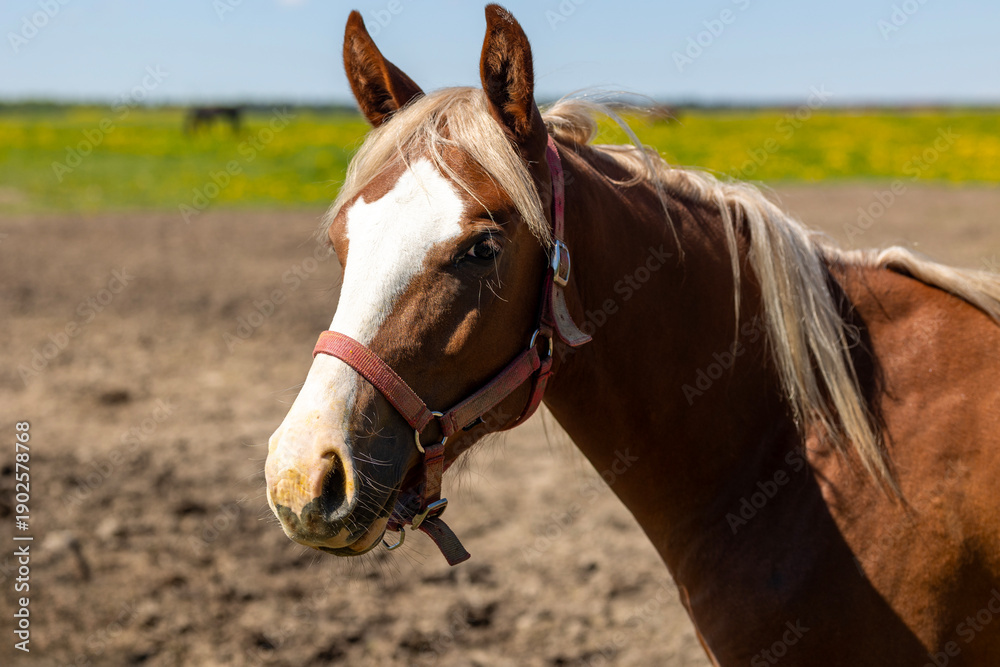 Fototapeta premium Brown Horse On Pasture