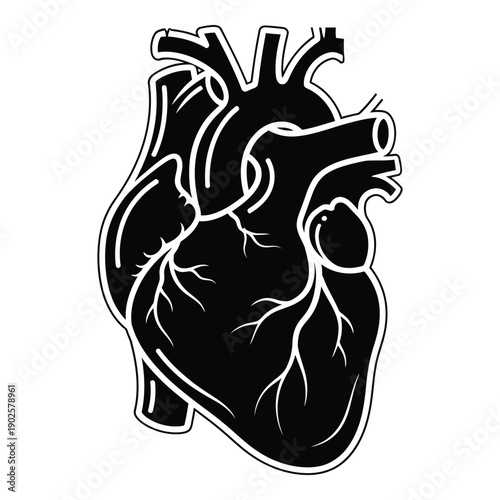 Anatomical illustration of human heart with chambers and major blood vessels depicted in detailed vector style
