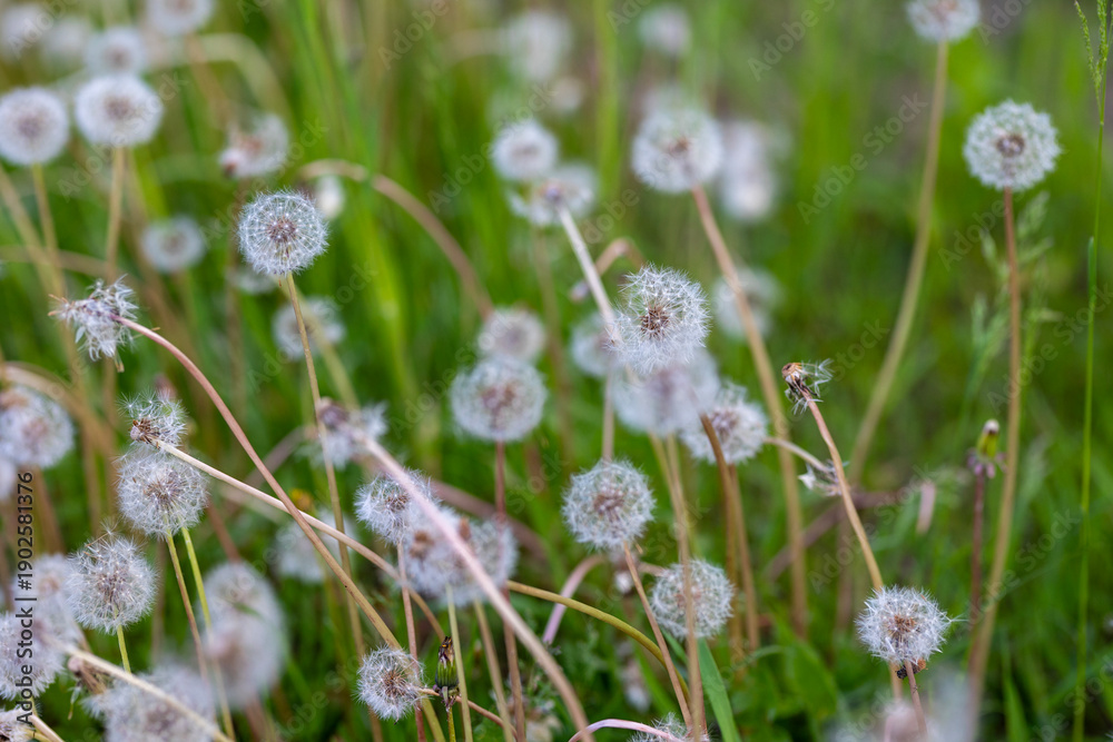Fototapeta premium Dandelion Seed Heads in Meadow
