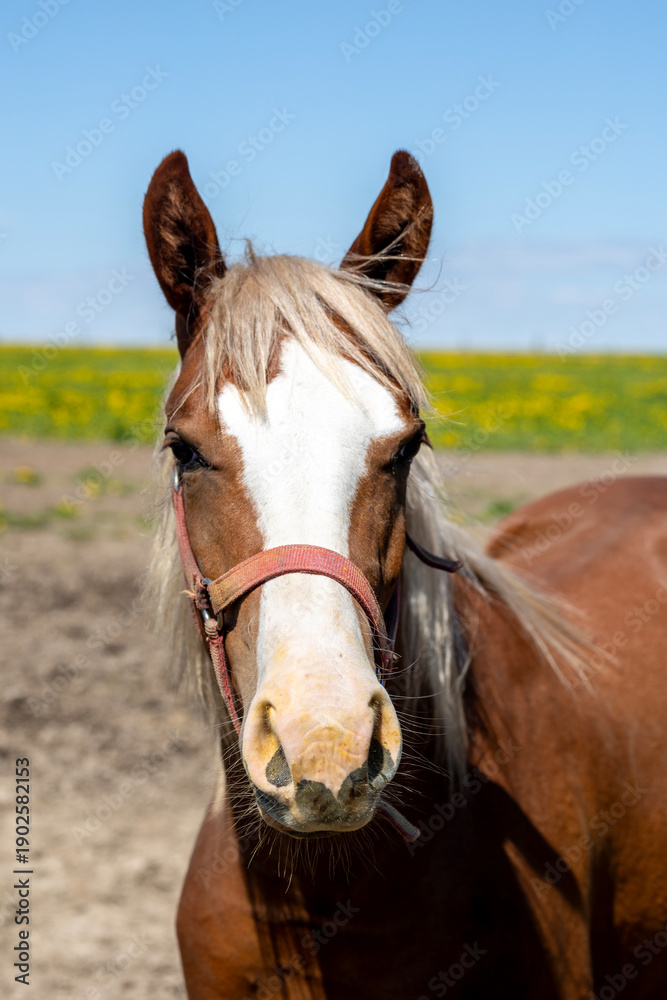 Obraz premium Horse Face Portrait