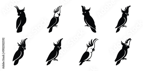 Set of silhouette cockatoo in various poses isolated on background. Animal Vector elements for design.