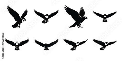 Set of silhouette falcon in various poses isolated on background. Animal Vector elements for design.