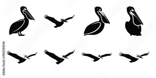 Bild auf Leinwand Set of silhouette pelican in various poses isolated on background