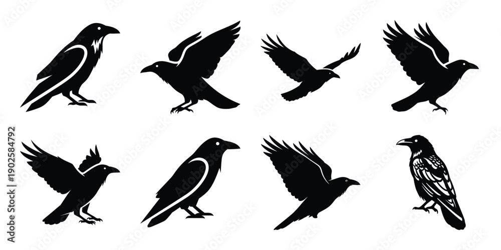 Obraz premium Set of silhouette raven in various poses isolated on background. Animal Vector elements for design.