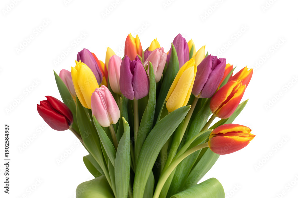 Fototapeta premium Spring Tulips Bunch Isolated on Transparent Background