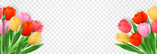 Vector spring tulips png. Colorful tulip flowers and plant isolated on transparent background. Vector spring floral banner and nature design for World Women's and Mother's Day celebration