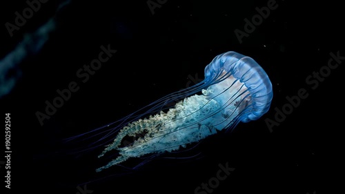 sea nettle jellyfish in black sea