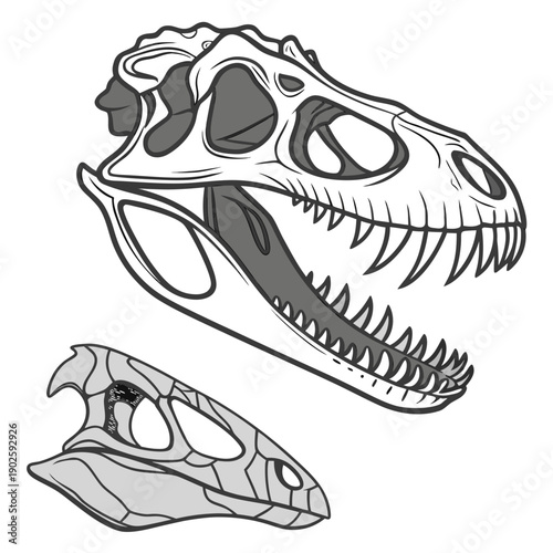 Realistic of dinosaur jaw fossils displayed skull