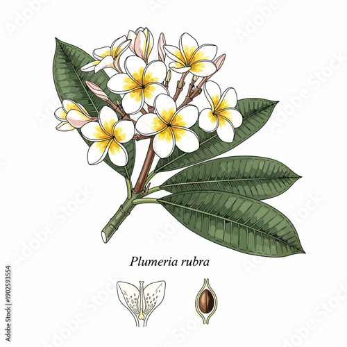 Plumeria Rubra Flower Illustration