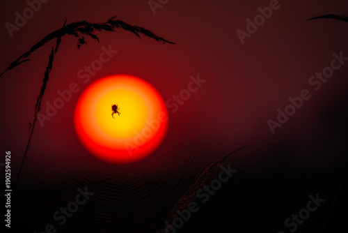 Spider Silhouette on Web Against Dramatic Sunset Sun