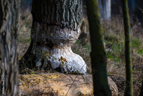 Tree Trunk Damaged by Beaver Gnawing in Natural Forest Habitat