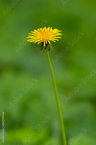 Single Dandelion Flower on Green Natural Background
