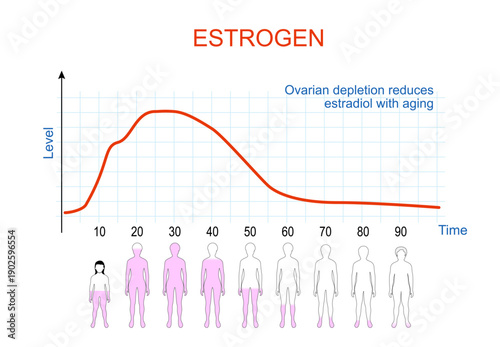 Estrogen levels chart. Aging process in women