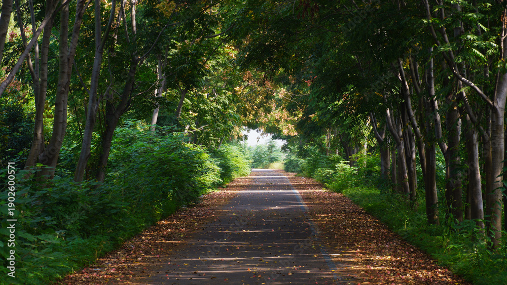 Obraz premium Tree-Lined Path Through Green Forest Tunnel