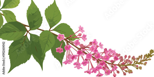 Flowering plant branch illustration featuring pink bell‑shaped blossoms, green serrated leaves, buds, and detailed veins for botanical, floral, nature, design, and creative projects