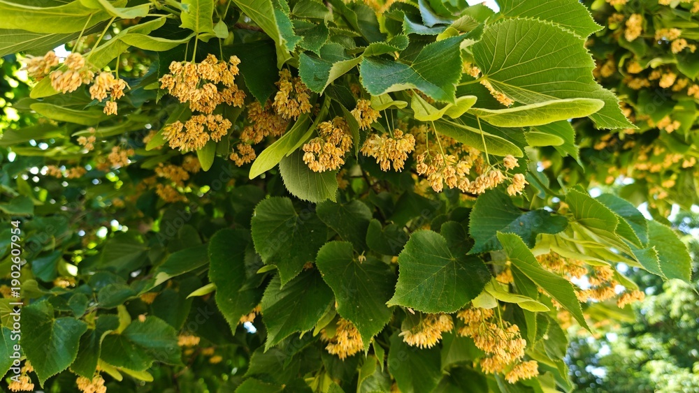 Fototapeta premium Linden tree branches with green leaves and blooming yellow flowers in natural sunlight. The image represents nature harmony seasonal growth and the beauty of flowering trees